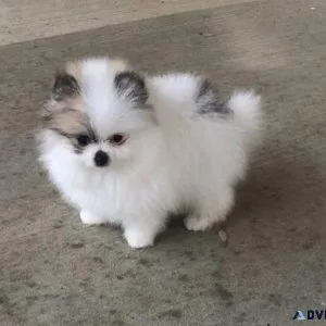 Teacup Pomeranian puppies for sale.