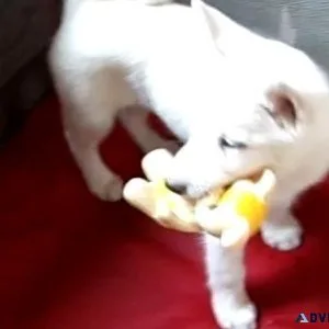 Lovely AKC Siberian Husky Puppies