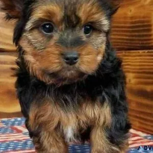 Teacup Yorkie Champion Blood 3-Yorkshire Terriers