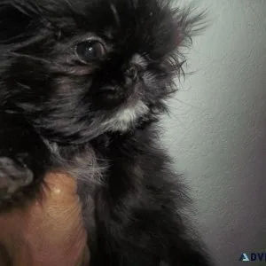 Full AKC Imperial Shih Tzu
