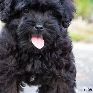 Gorgeous Schnoodle Puppies Available.