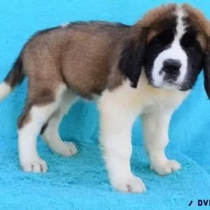 AKC Saint Bernard Puppies available