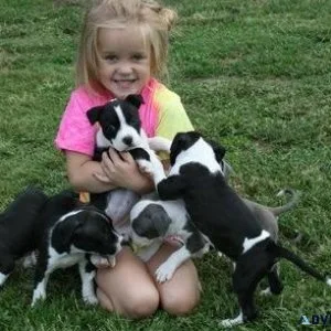 Well Socialized American Staffordshire Terrier Puppies