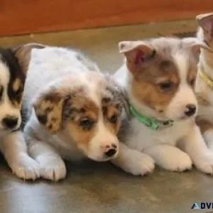 AKC Pembroke Welsh Corgi puppies for sale