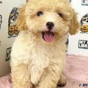 TOY MALTIPOO PUPS(Hypoallergenic)