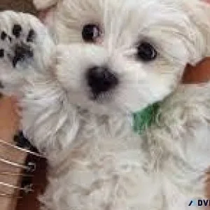 Maltipoo (Maltese  Toy Poodle) Puppies