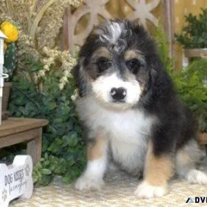 TOY AUSSIEDOODLE