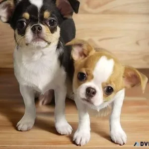 super apple Chihuahua puppies