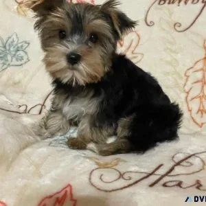Female Yorkie Puppy
