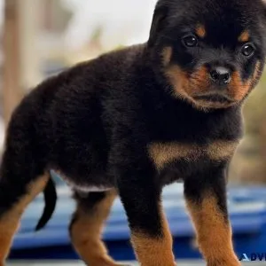 Rottweiler