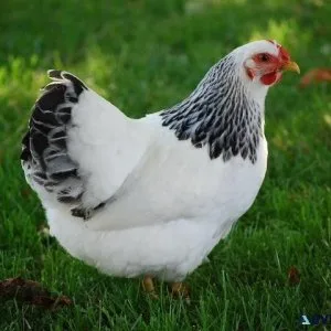 Laying Hens Brooders Turkeys