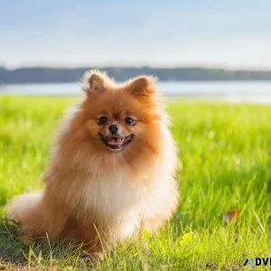 Pomeranian Puppies For Sale In Pune
