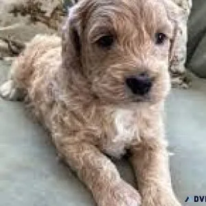 MINI GOLDENDOODLE PUPPIES NON SHEDDING