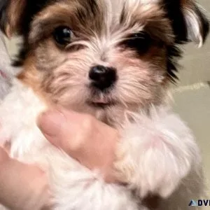 Teacup Parti Yorkie Puppies