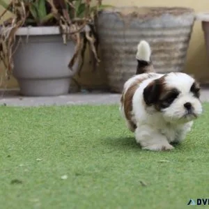 SHIH TZU FOR SALE NEAR ME IN MUMBAI