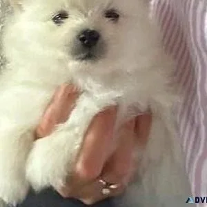 Beautiful Pomeranian puppies