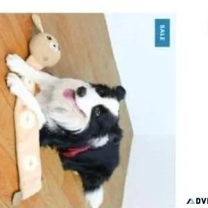 Pet Store Promotion