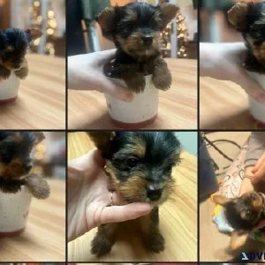 Yorkshire Terrier CKC registered Puppy ready for adoption