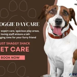 Premier Dog Daycare Services in Washington for Happy Pups
