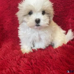 Maltipoo Puppies