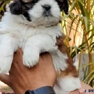 BROWN SHIH TZU FOR SALE IN MUMBAI