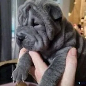 Chinese Shar-Pei puppies