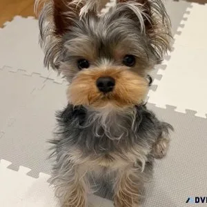 4 months female Yorkie