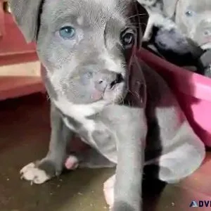 DOGS AVAILABLE WITH COOL PRICES