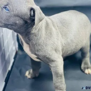 Staffordshire Bull Terrier puppies