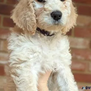BEAUTIFUL F1 LABRADOODLE PUPS