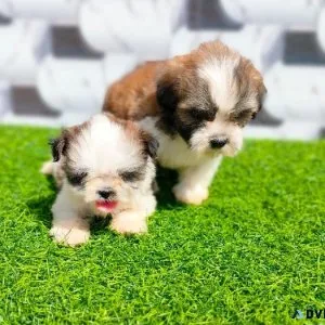 SHIH TZU PUPPY FOR SALE ONLINE IN MUMBAI