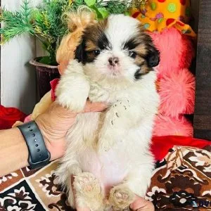 BLACK SHIH TZU FOR SALE IN MUMBAI