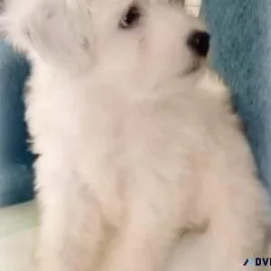 Chinese Crested Powder puff