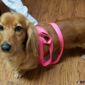 Male Miniature Dachshund Adult
