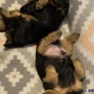 Teacup yorkie
