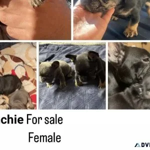 French bull dog puppy