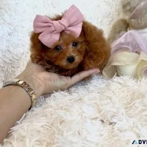 Red Poodles and other breeds