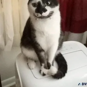 Free cat to good home
