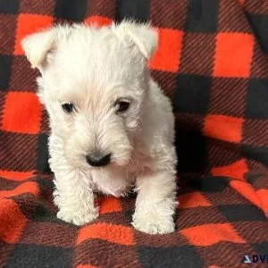 West Highland White Terrier puppies