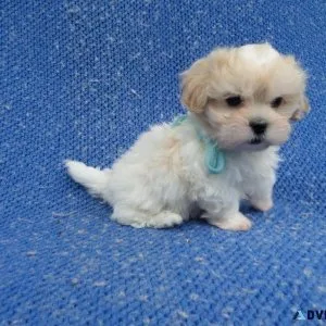 Mal-Shi Puppies