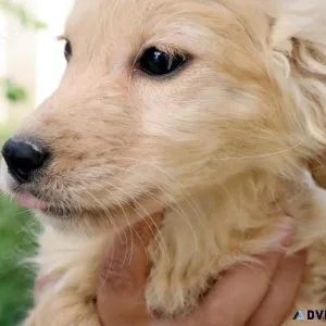 Purebred golden retreiver puppies