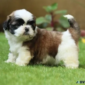 SHIH TZU DOG PRICE IN MUMBAI
