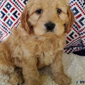 Adorable cockapoo puppies