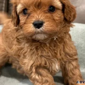Available Cavapoo puppies