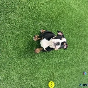 english bulldog available