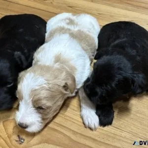Yorkies and YorkiePoos
