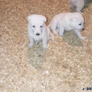 White German Shepherd