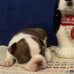 AKC Boston Terrier Lilac