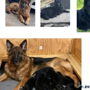 German Shepherd Puppies