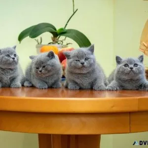 Scottish FoldBritish Shorthairs